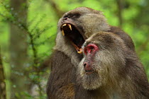 Tibetan macaque (Macaca thibetana) male calling while grooming female, Tangjiahe Nature Reserve, Sichuan Province; China