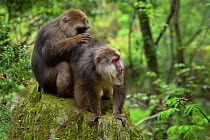 Tibetan macaque (Macaca thibetana) male and female, Tangjiahe Nature Reserve, Sichuan Province; China