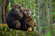 Tibetan Macaque, Macaca thibetana, in Tangjiahe Nature Reserve, Sichuan Province, ChinaTibetan macaque (Macaca thibetana) male and female, Tangjiahe Nature Reserve, Sichuan Province; China
