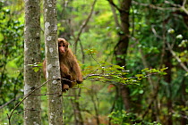 Tibetan macaque (Macaca thibetana) sitting in a tree in Tangjiahe Nature Reserve, Sichuan Province, China