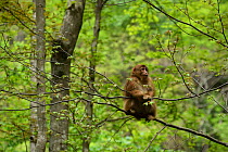 Tibetan macaque (Macaca thibetana) sitting in a tree, Tangjiahe Nature Reserve, Sichuan Province, China