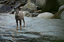 Chinese or Long-tailed goral (Naemorhedus griseus) standing on a stone by a river Tangjiahe National Nature Reserve, Sichuan Province, China