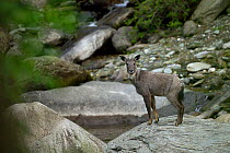 Chinese or Long-tailed goral (Naemorhedus griseus) standing on a stone by a river Tangjiahe National Nature Reserve, Sichuan Province, China