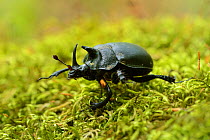 Rhinoceros beetle (Oryctes sp) on a moss covered tree trunk , Tangjiahe National Nature Reserve, Sichuan Province, China