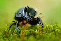 Rhinoceros beetle (Oryctes sp) on a moss covered tree trunk , Tangjiahe National Nature Reserve, Sichuan Province, China
