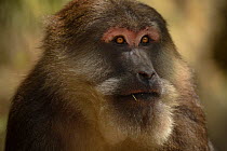 Portrait of a male Tibetan macaque (Macaca thibetana) in Tangjiahe Nature Reserve, Sichuan Province, China