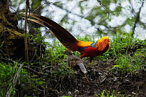 Golden pheasant (Chrysolophus pictus) male and camoflagued female, standing , Tangjiahe National Nature Reserve, Sichuan Province, China