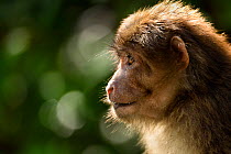 Tibetan Macaque (Macaca thibetana) Tangjiahe Nature Reserve, Sichuan Province, China