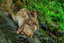 Tbetan macaques (Macaca thibetana) juveniles on rock, in Tangjiahe Nature Reserve, Sichuan Province, China