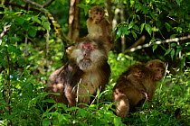 Tibetan macaque (Macaca thibetana) family, Tangjiahe Nature Reserve, Sichuan Province, China