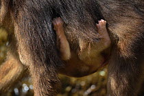 Tibetan macaque (Macaca thibetana) hanging on mother in Tangjiahe Nature Reserve, Sichuan Province, China