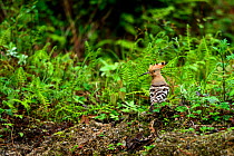 Common hoopoe (Upupa epops) on ground, Tangjiahe National Nature Reserve, Sichuan Province, China