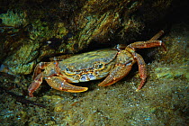 Large red crab in the river, Tangjiahe National Nature Reserve, Sichuan Province, China