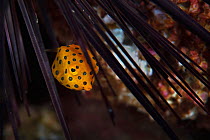 Yellow boxfish (Ostracion cubicus) Sai Kung East Country Oark, Hong Kong, China.