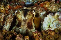 Common octopus (Octopus vulgaris) camouflaged, Po Bin Chau, Hong Kong, China.