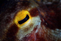 Common octopus (Octopus vulgaris) close up of eye, Po Bin Chau, Hong Kong, China.