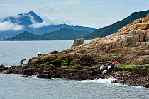 People harvesting different molluscs from the shoreline, Sai Kung archipelago located in the area of Hong Kong UNESCO Global Geopark, Hong Kong, China. June, 2016.