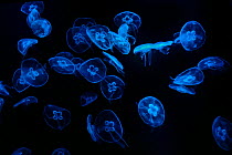 Moon jellyfish (Aurelia aurita) displayed at Ocean Park Hong Kong Aquarium, Hong Kong, China.