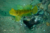 Yellow prawn-goby (Cryptocentrus cinctus) Sharp Island or Kiu Tsui Chau, Kiu Tsui Country Park located at Port Shelter of Sai Kung, Hong Kong, China.