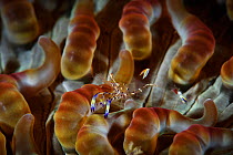 Anemone shrimp (Periclimenes holthuisi) in an anemone. Pak Lap Tsai, Sai Kung East Country Park, Hong Kong, China.