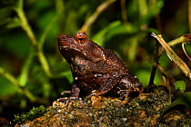 Short-legged horned toad (Megophrys brachykolos) Tai Tam Country Park, Hong Kong Island, China.