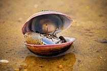 Fiddler crab (Uca) male, hiding in an old shell at Ha Pak Nai mudflat, Yuen Long District, Hong Kong, China.