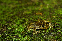 Hong Kong cascade frog (Amolops hongkongensis) camouflage . Tai Mo Shan Country Park, Hong Kong, China. Endemic to Hong Kong and Guangdong in the mainland China.