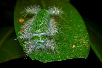 Caterpillar (Automeris sp) on a leaf, Tai Mo Shan Country Park, Hong Kong, China.
