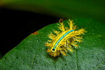 Caterpillar (Automeris sp) Tai Mo Shan Country Park, Hong Kong, China.