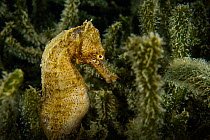 Yellow seahorse (Hippocampus kuda) Hoi Ha Wan Marine Park, northeast coast, New territories, Hong Kong, China.
