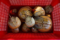 Old shells of Chinese horseshoe crab (Tachypleus tridentatus) Ha Pak Nai, Yuen Long District, Hong Kong, China.
