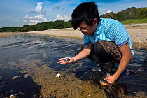 Staff from Ocean Park Conservation Fund, OPCF, and students visit Ha Pak Nai to see the juvenile chinese horseshoe crabs (Tachypleus tridentatus) in a mudflats, Yuen Long District, Hong Kong, China.
