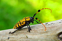 Long horned beetle (Anoplophora sp) found in Ha Pak Nai, Yuen Long District facing Deep Bay, New territories, Hong Kong, China.