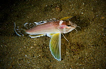 Ocellated waspfish (Apistus carinatus) Shelter Island, Sai Kung archipelago, Hong Kong, China.