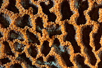 Stony coral (Scleractinia) close up, Pak Lap Tsai, Sai Kung, Hong Kong, China