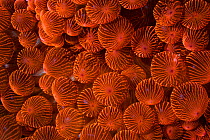 Bubble-tip anemone (Entacmaea quadricolor) Pak Lap Tsai, Sai Kung, Hong Kong, China.