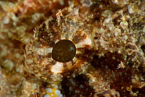 Close up of eye of a Mozambique scorpionfish (Parascorpaena mossambica) Pak Lap Tsai, Sai Kung, Hong Kong, China.