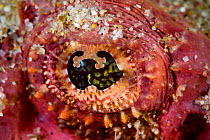 Devil scorpionfish (Scorpaenopsis diabolus) close up of eye, Pak Lap Tsai, Sai Kung, Hong Kong, China.