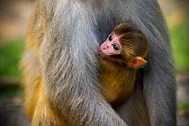 Rhesus macaque (Macaca mulatta) baby suckling, Kam Shan Country Park, north of Kowloon, Hong Kong, China