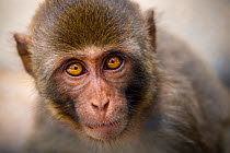 Rhesus macaque (Macaca mulatta) Kam Shan Country Park, north of Kowloon, Hong Kong, China.