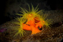 Yellow tube coral (Tubastrea faulkneri) with the polyps open, Ninepin Group or Kwo Chau Islands, Hong Kong, China.