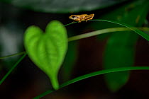 Romer&#39;s tree frog (Liuixalus romeri) on leaf, Pat Sin Leng Country Park. Hong Kong, China. Endemic to Hong Kong