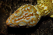 Tokay gecko (Gekko gecko) close up of head, Pat Sin Leng Country Park, New Territory, Hong Kong, China