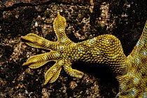 Tokay gecko (Gekko gecko) close up of foot, Pat Sin Leng Country Park, New Territory, Hong Kong, China