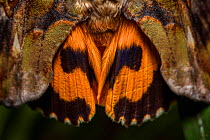Common fruit-piercing moth (Eudocima phalonia) close up of wing patterns, Tai Tam Country Park Hong Kong Island, China.