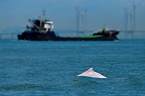 Indo-Pacific humpback dolphin (Sousa chinensis) with ship in the background, Tai O, Lantau Island, Hong Kong, China.
