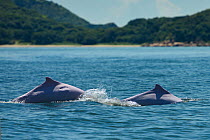 Indo-Pacific humpback dolphins (Sousa chinensis) surfacing, Tai O, Lantau Island, Hong Kong, China