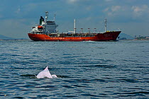 Indo-Pacific humpback dolphin, (Sousa chinensis) surfacing, with industrial ship in the background, Tai O, Lantau Island, Hong Kong, China