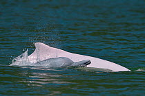 Indo-Pacific humpback dolphins (Sousa chinensis) at surface, Tai O, Lantau Island, Hong Kong, China