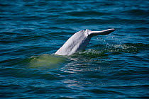 Indo-Pacific humpback dolphin ( Sousa chinensis) diving, Tai O, Lantau Island, Hong Kong, China.
